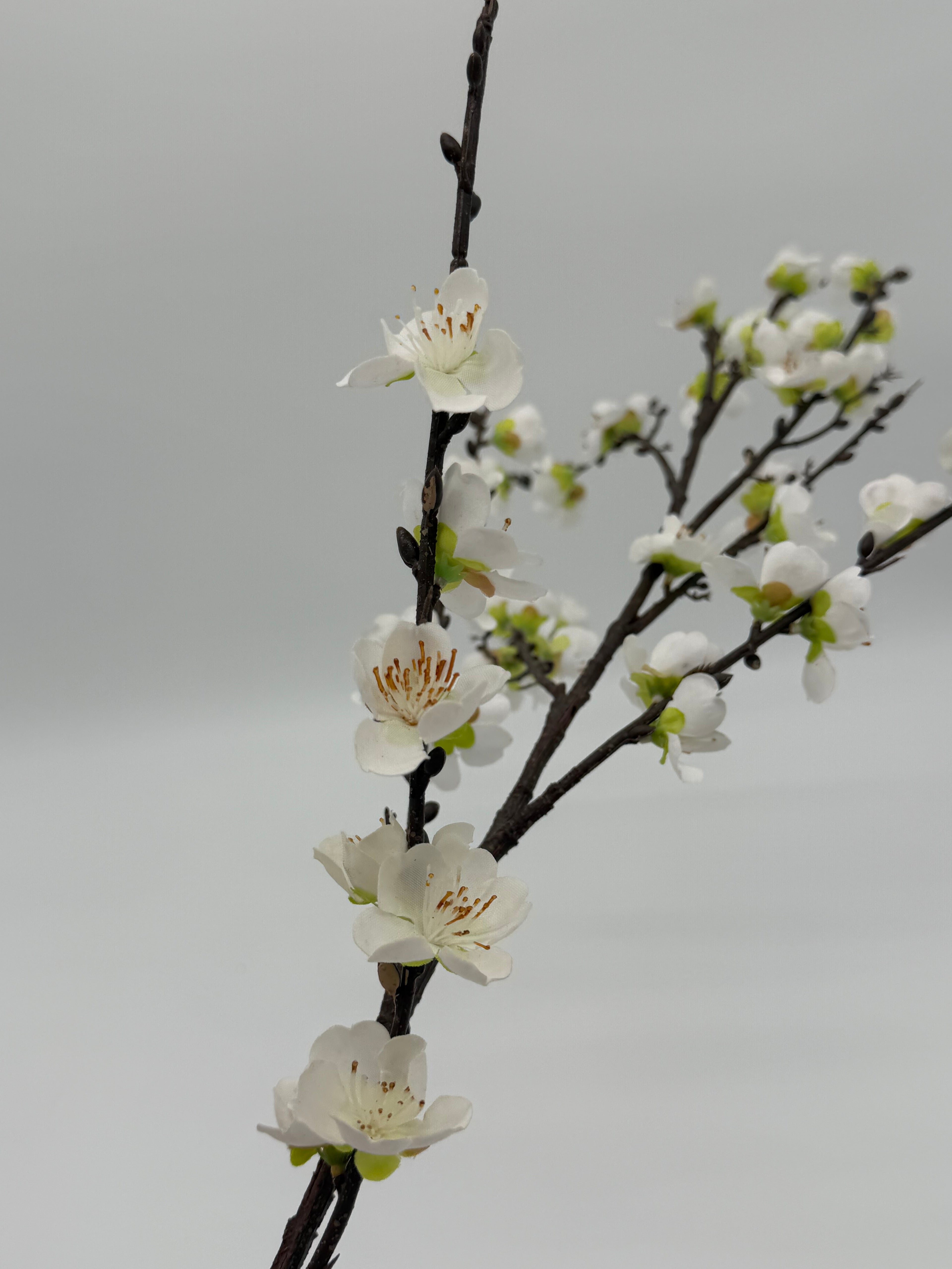 White Blossom Branch Foliage